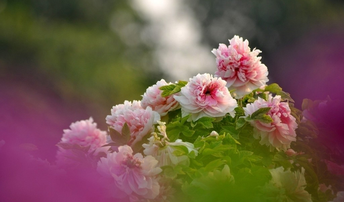 Luoyang Peony