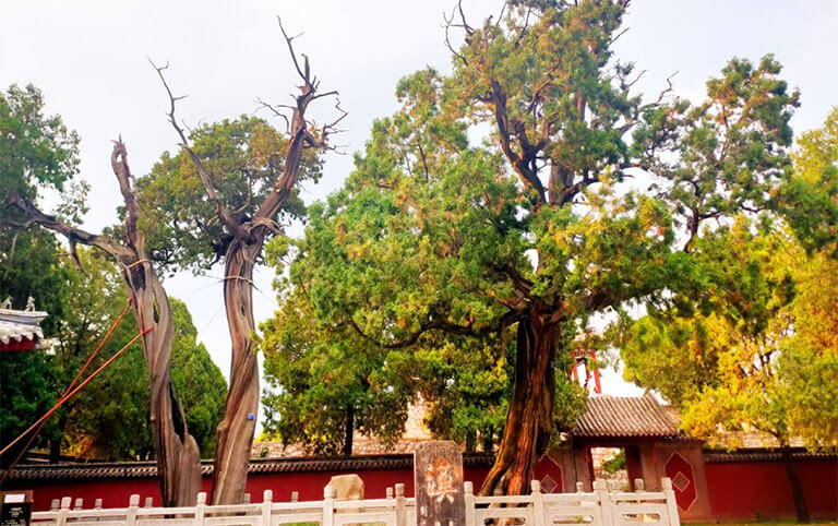 Han Dyansty Cypress in Dai Temple