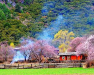 Spring in Tibet