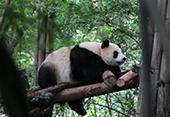 Giant Panda Base