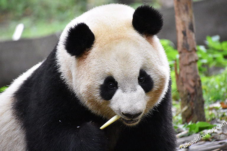 Giant Panda Breeding Research Base