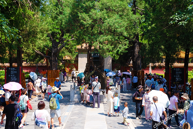 Forbidden City - Imperial Garden