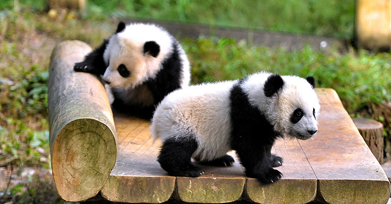 Chongqing Zoo