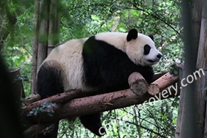 Chengdu Travel Guide