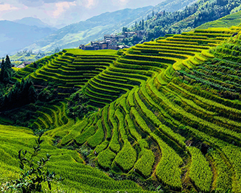 Pingan Rice Terraces