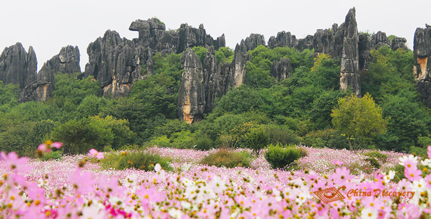 China Trip - Stone Forest