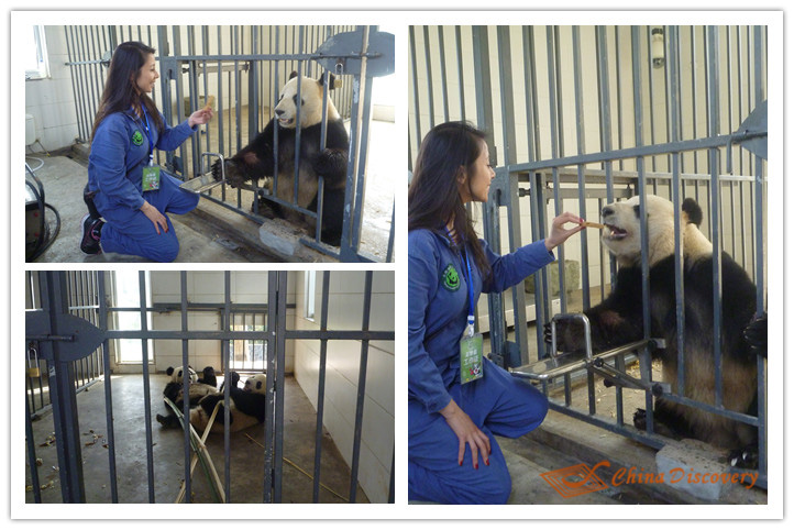 Dujiangyan Panda Volunteer Program