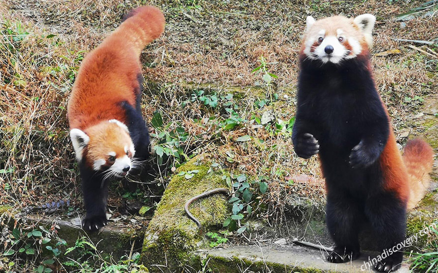 Chengdu Layover Tour