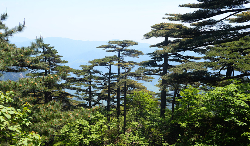 Huangshan Yellow Mountain