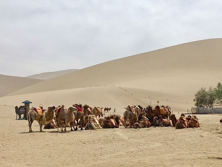 A Group of Camels, Photo Shared by Monica, Tour Customized by Leo