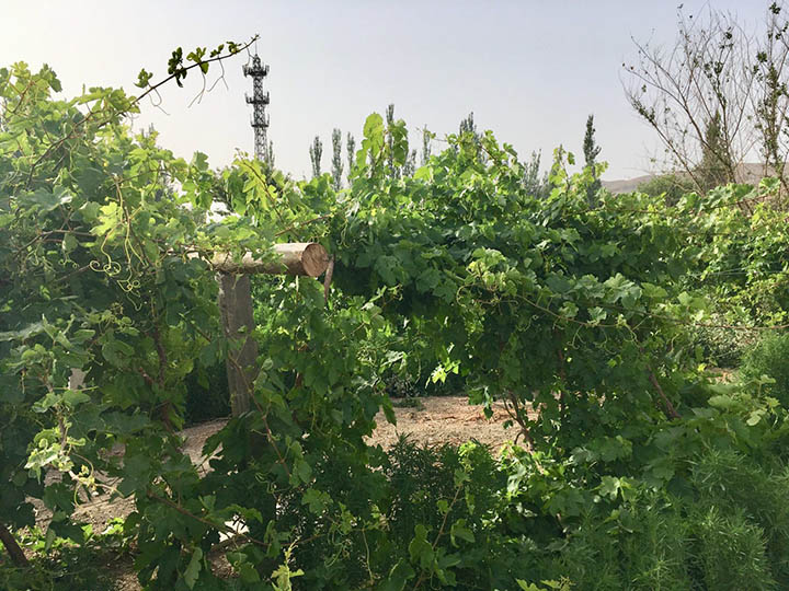 Grape Trellis in Turpan, Photo Shared by Monica, Tour Customized by Leo