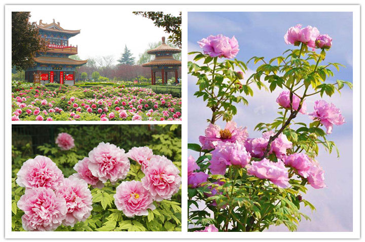 Peony Flower Festival