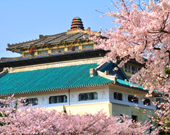 See Cherry Blossom in Wuhan University