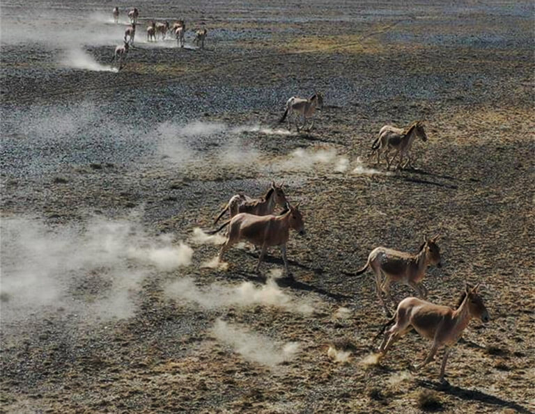 Wild donkeys in Kalamaili Mountain Ungulate Wildlife Nature Reserve