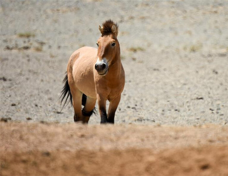 Przewalski's horses in Kalamaili Mountain Ungulate Wildlife Nature Reserve