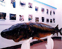 Chinese Sturgeon Museum