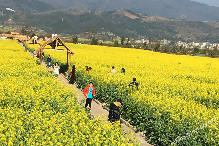 Luoping Canola Flowers