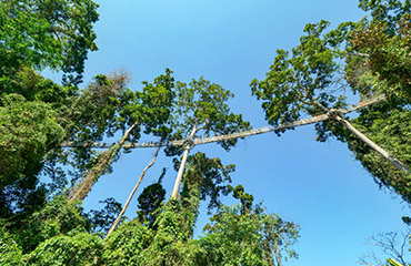 Xishuangbanna Wangtianshu Scenic Area