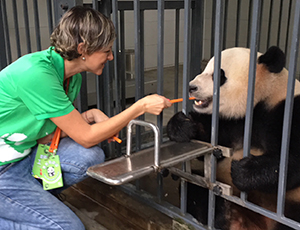 Panda Volunteer Tour with China Discovery