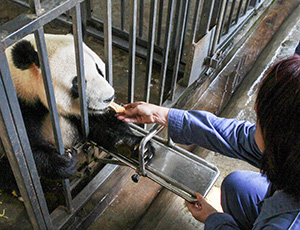 Panda Volunteer Tour with China Discovery