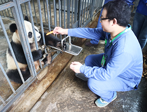 China Discovery Team Did Panda Volunteer Program in Dujiangyan