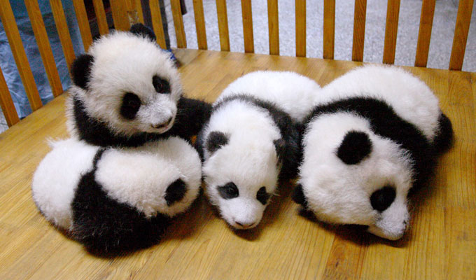 Baby Pandas at Bifengxia Panda Center