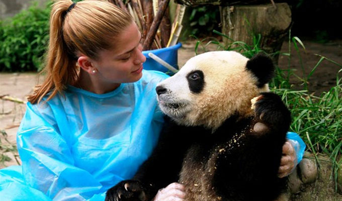 Up close with a Giant Panda