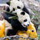 Giant Panda at Bifengxia Panda Base