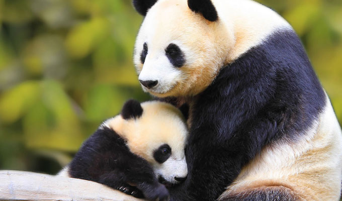  Cute Pandas at Bifengxia Panda Reserve