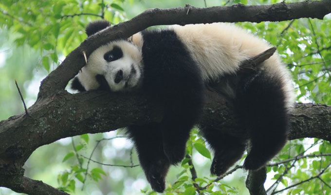 Giant Panda at Bifengxia Panda Base