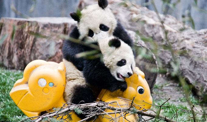 Up close with a Giant Panda