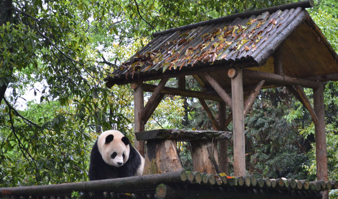 Pandas are playing