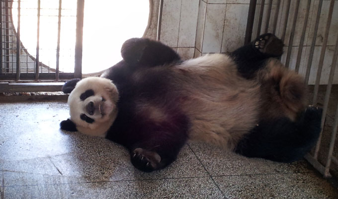 Giant Panda at Bifengxia Panda Base