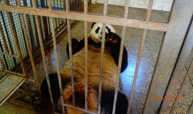 Giant Pandas at Bifengxia Panda Base