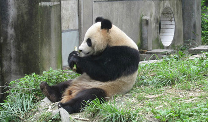 Giant Panda at Bifengxia Panda Base