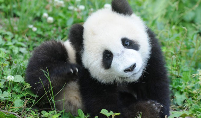  Cute Pandas at Bifengxia Panda Reserve