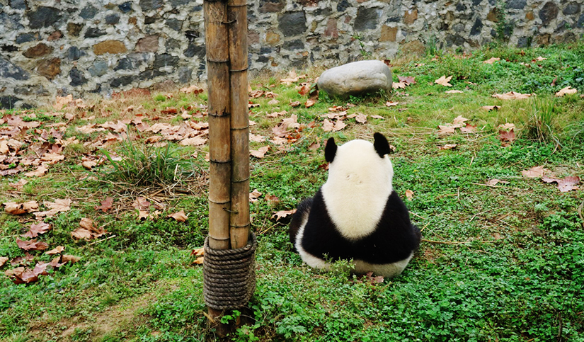  Dujiangyan Panda