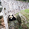 Dujiangyan Panda