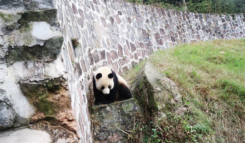 Dujiangyan Panda