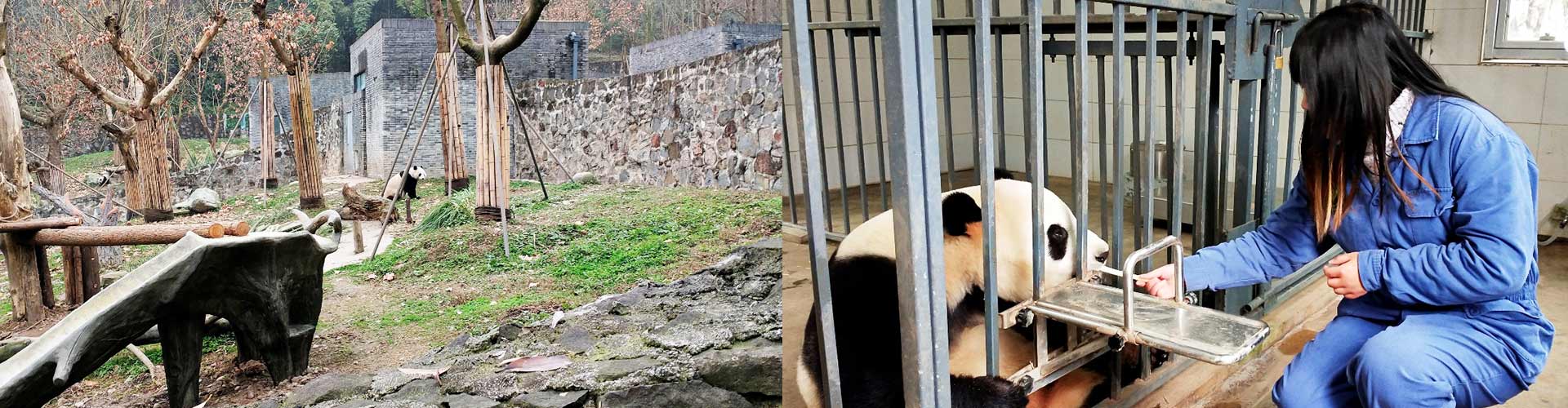 Panda Volunteer Program Experience In Dujiangyan Panda Base