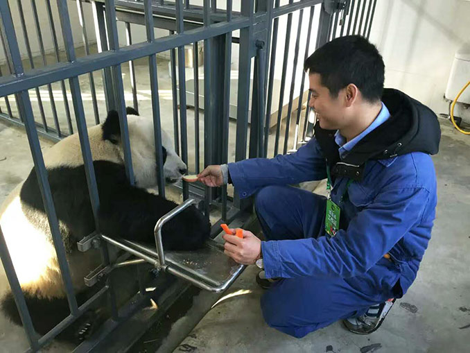 Feed the Panda at Dujiangyan Panda Base