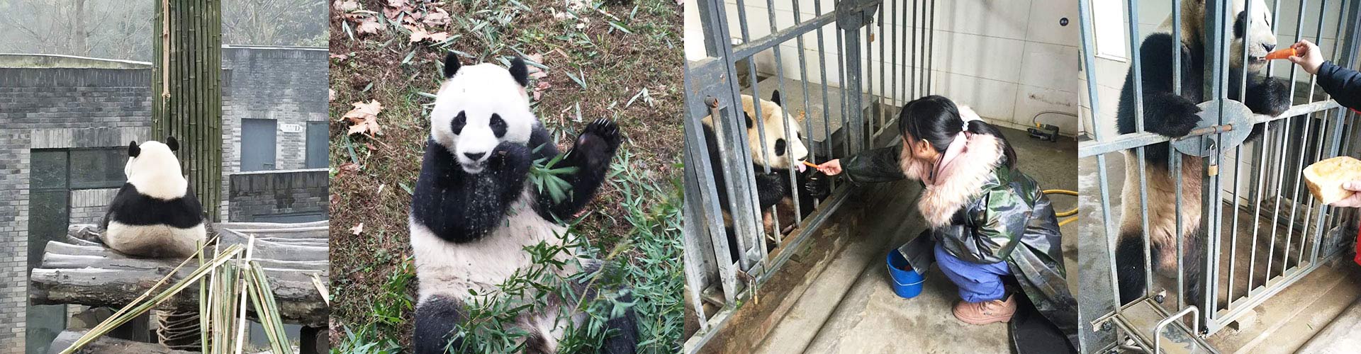 2 Days Dujiangyan Panda Volunteer Experience with Mt. Qingcheng