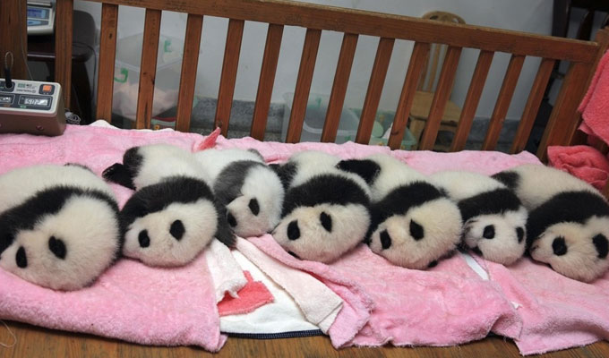 Baby Pandas at Chengdu Panda Base