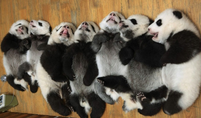 Baby Pandas at Chengdu Panda Base