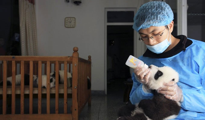 Baby Pandas at Chengdu Panda Base