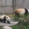 Photograph Giant Pandas at Chengdu Panda Base