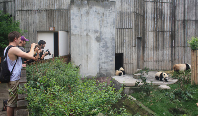 Photograph Giant Pandas at Chengdu Panda Base 