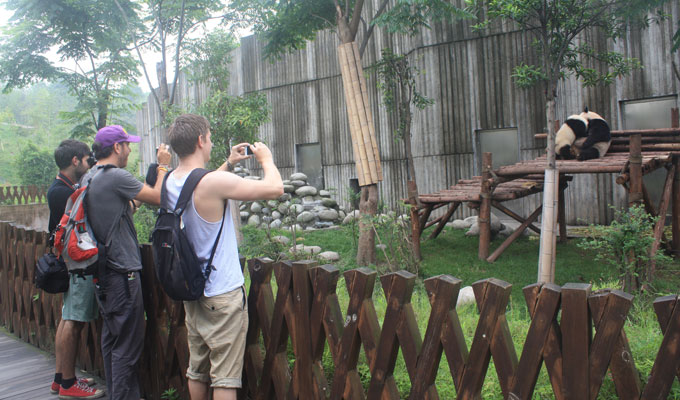 Photograph Giant Pandas at Chengdu Panda Base 