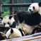 Giant Pandas at Chengdu Panda Base