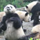 Giant Panda at Chengdu Panda Base